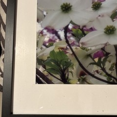 Nature photograph framed. color photograph, flowers, framed and matted. Dogwood