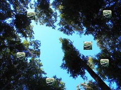 Photo Digital Product Wallpaper Image Picture Background tree crowns forest sky