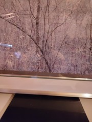 Eliot Porter Print Redbud Tree In Bottom Land Formatting’s Professional Framed