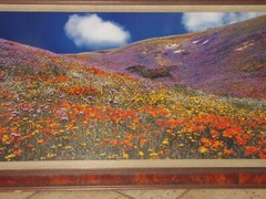 Thomas Mangelsen «Tapis Magique» Original Photograph 22″x68″ 736/2500 Flowers