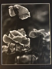 KRISTA ROSSOW SIGNED MODERN PHOTOGRAPHY MATTED OREGON ARTIST POPPY FLOWER NATURE