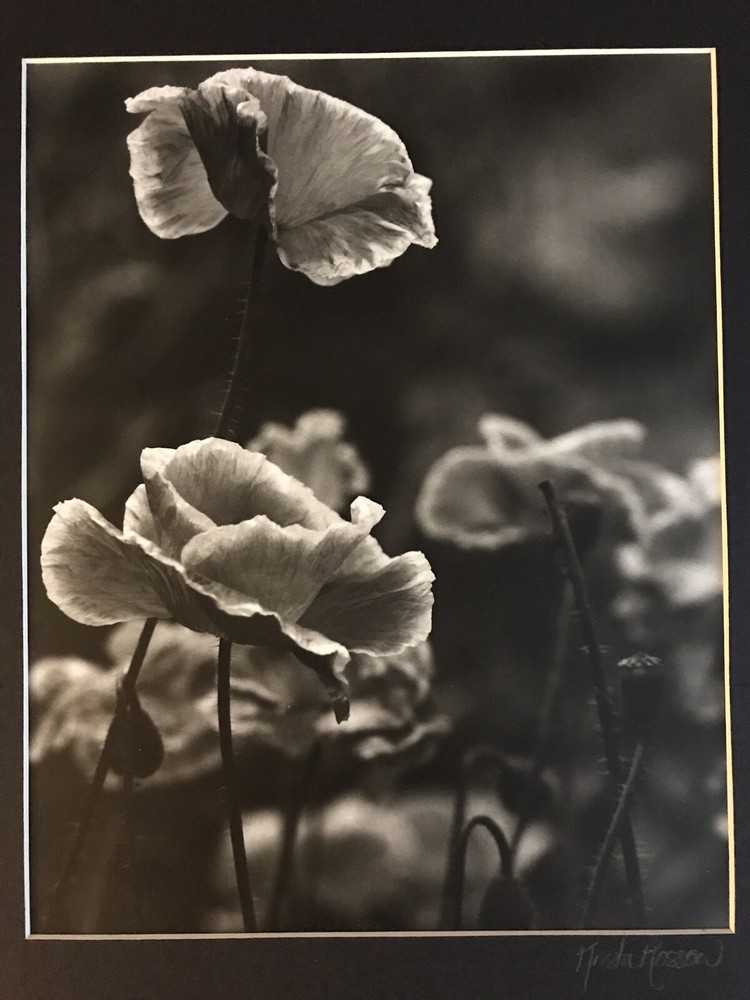 KRISTA ROSSOW SIGNED MODERN PHOTOGRAPHY MATTED OREGON ARTIST POPPY FLOWER NATURE