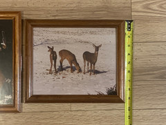 Framed Whitetail Buck Wildlife Photographs Pair 11×9.5 Lodge Art