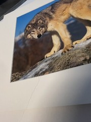 Photograph Signed By Award Winning Stephen W. Oachs LOBO TIMBER WOLF Wildlife