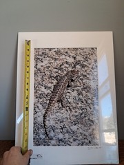 Mike Wells Lizard On Rock “Colorado Prairie” Signed Art Picture Photo