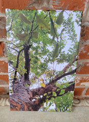 Original Photo on Canvas Gallery Wrapped Looking Up Sky Lacebark Elm TREE 8×12″