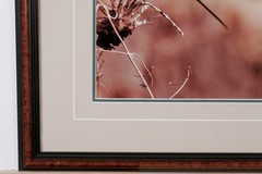 1991 Thomas Mangelsen «The Perch – Carmine Bee-Eaters» Signed L.E. 515/950 Photo