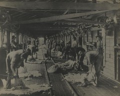 AGRICULTURAL SHEARING SHEEP.SOUTH WALES, AUSTRALIA. TONED SILVER PRINT.