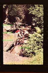 Slide 1962 Siegmundsburg am Waldbach Nature Trees Scene