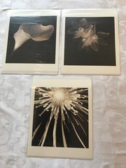 MELISSA SPRINGER BLOOMS COLLECTION SET OF 3 SEPIA MONOCHROME FLOWER PRINTS NIB