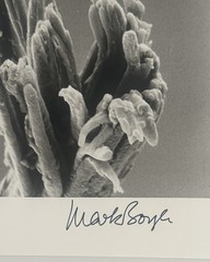 Mark Boyle SIGNED Photograph 8” x 9.25”