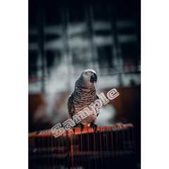 African Grey Parrot Photo | Wildlife Bird | Digital Download