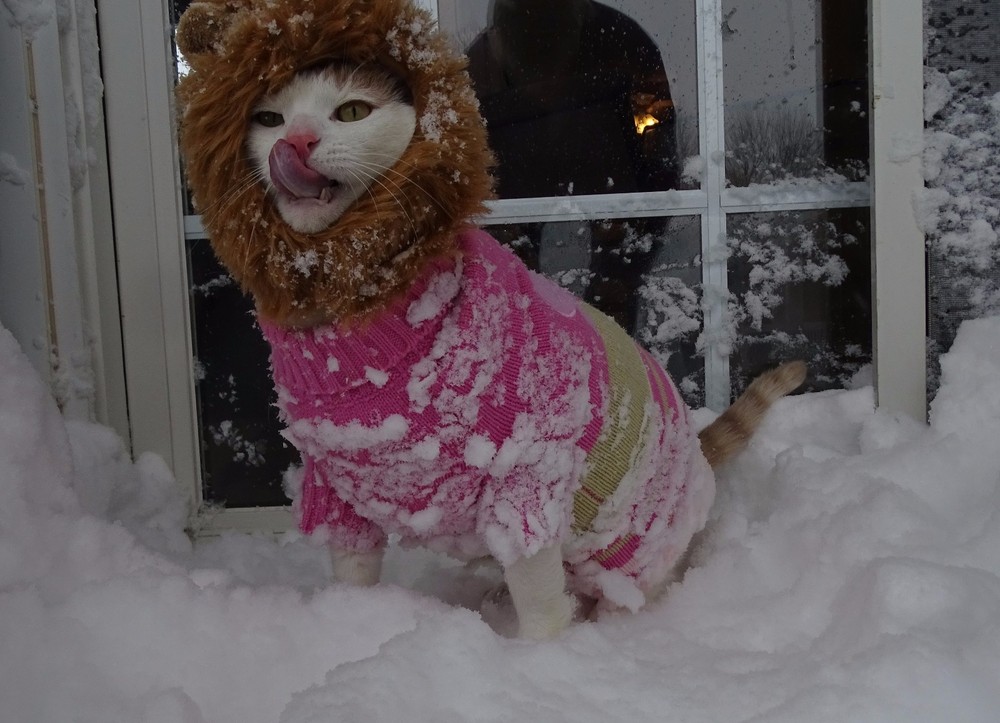 Scoot & Newts Presents Onk the Snow Lion from the Blizzard of ’16 4″ x 6 «