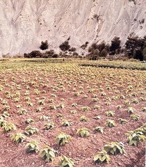 Alta Tingle Framed Botanical Farm Field Landscape Photograph 20″ SF Fine Art 90s