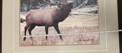 Yellowstone Park ~ Bugling Elk #620/950 ~ 1984 ~ Thomas Mangelsen