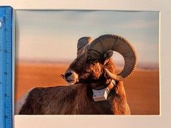5”x7” Bighorn Sheep Print With Photo Mat