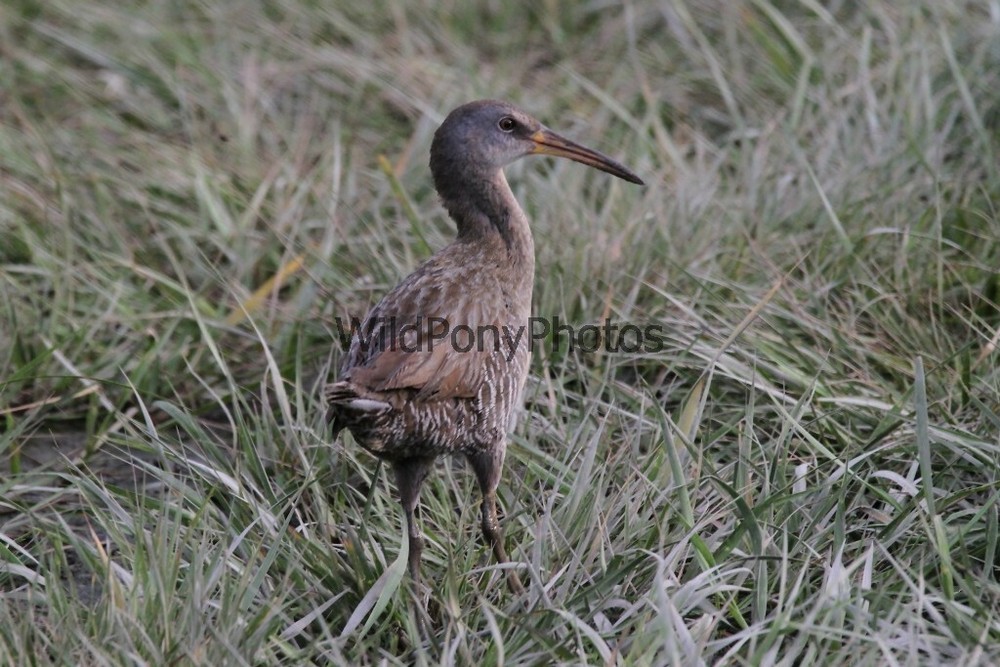 Clapper Rail Photo- Pick one Image – Various Sizes