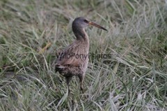 Clapper Rail Photo- Pick one Image – Various Sizes