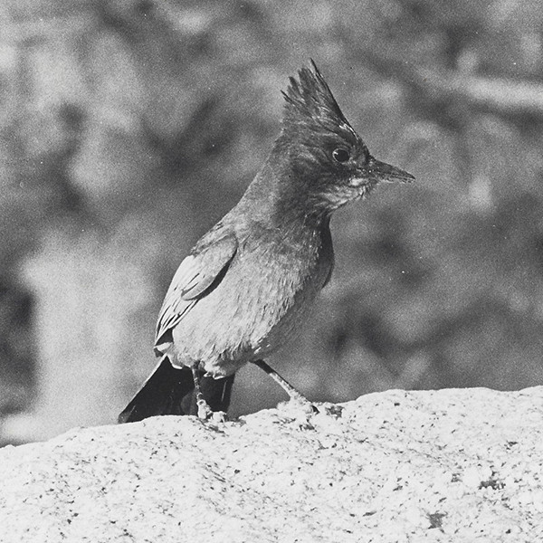 Old Photo Black & White Woodpecker 8×10 Mid-Century Modern VTG NEW MCM Bird