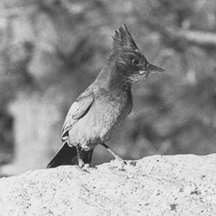 Old Photo Black & White Woodpecker 8×10 Mid-Century Modern VTG NEW MCM Bird