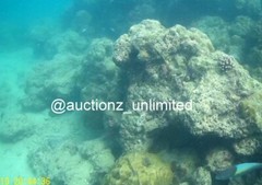 Digital Image Picture Photo Pic Andaman India underwater coral life scuba AND064
