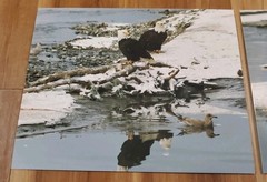 American Bald Eagle Print Pictures Lot of 3 Birds Nature Preserve Water 8×10