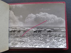 Bulgaria? 1958 15 Photos Equestrian Horse Stud Breeding Racing Jockey