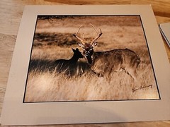 Tom Browning Signed Wildlife Photos Set Of 3 Matted No Frames