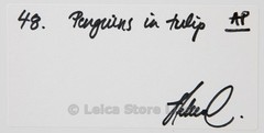 SIGNED DIBOND PICTURE » PENGUINS IN TULIP » MADE BY TOP MODEL HELENA CHRISTENSEN