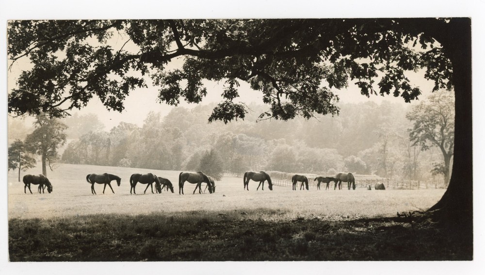 Vintage Original Press Photo of Horse Equestrian Landscape Pastoral Scene