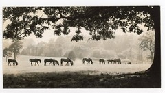 Vintage Original Press Photo of Horse Equestrian Landscape Pastoral Scene