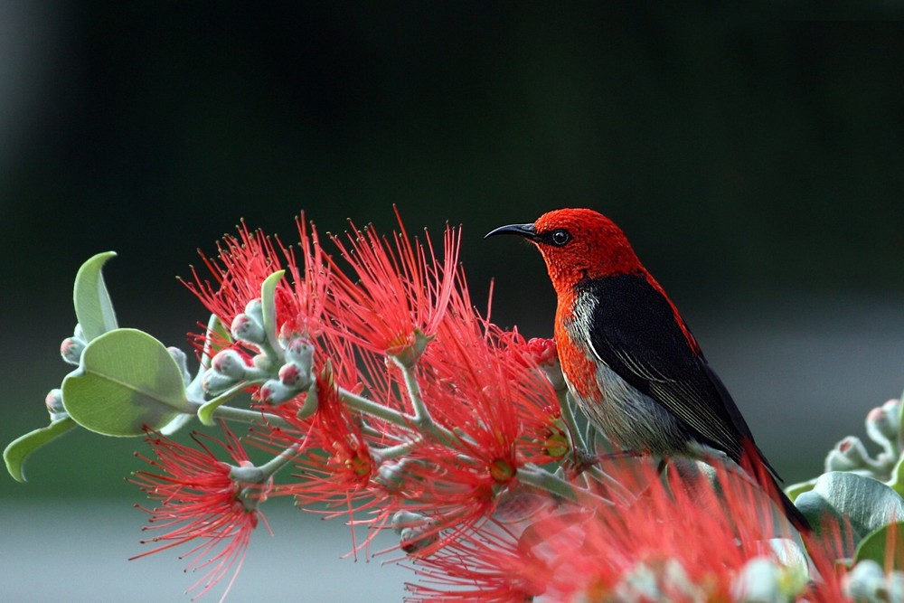 Digital Image Wallpaper Picture Background Desktop Print Art Paint Photos Bird