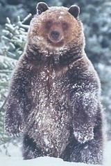 Millcreek Wildlife Reflections Signed James T Jones Photograph Grizzly Bear Snow