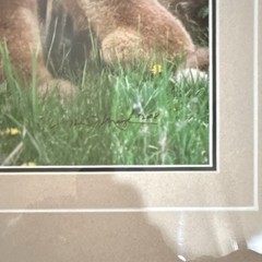 Thomas Mangelsen “Images of Nature – Fox Family” signed framed color photo