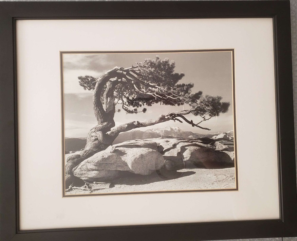 ANSEL ADAMS PHOTOGRAPH JEFFREY PINE 18in x 22in