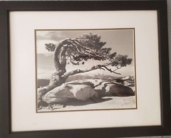 ANSEL ADAMS PHOTOGRAPH JEFFREY PINE 18in x 22in
