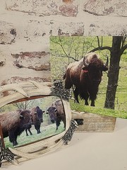Photography American Bison 8X10 Canvas Photos by Nita of BHHS