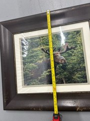 Vintage framed wildlife bull moose forest Photography nature Home Decor