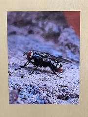 Insect wall Art photograph- Sarcophagidae; The Side Glance 8.5×11