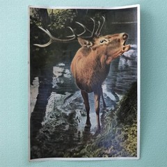 1937 PHOTO COLLECTION- “WILD ANIMALS FROM THE FOREST AND MEADOWS“ FROM GERMANY