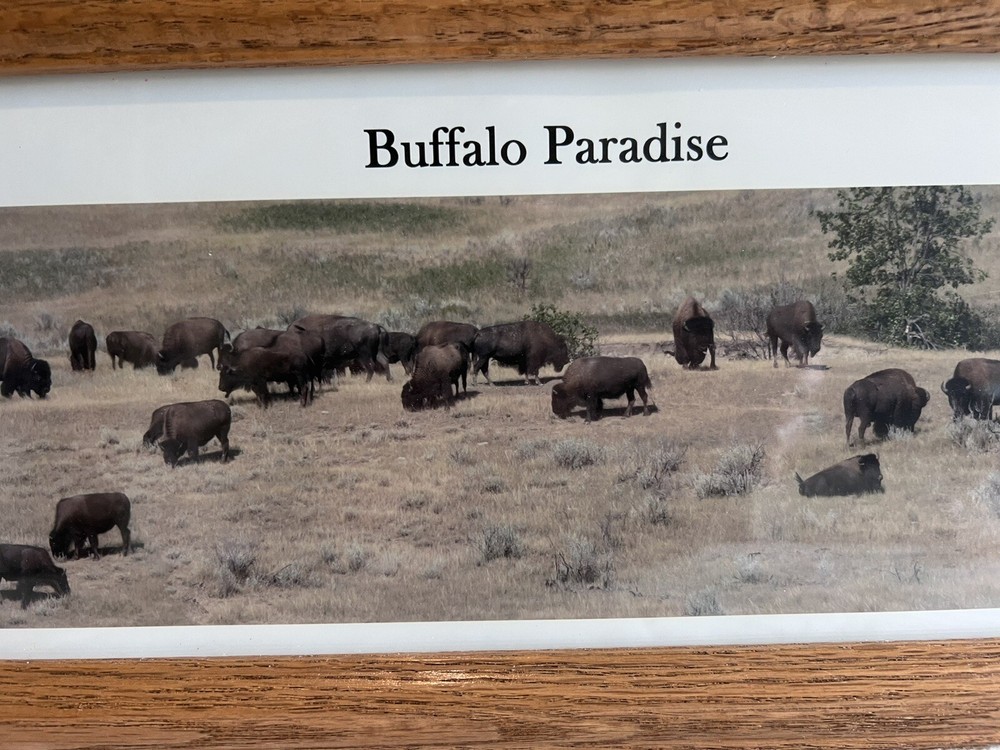 Framed Buffalo Paradise Photograph By John Anfinson 20” By 7.5”