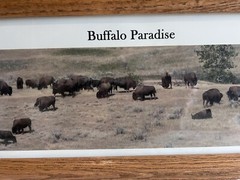 Framed Buffalo Paradise Photograph By John Anfinson 20” By 7.5”