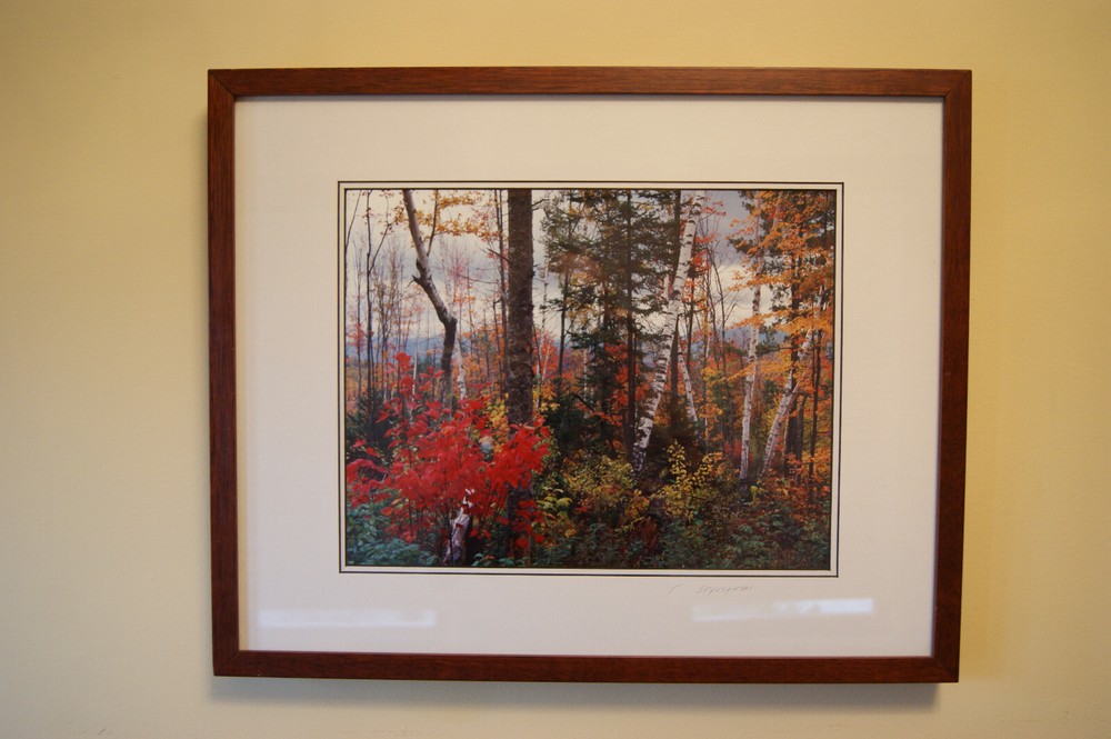 Original Styczynski Signed, Beautiful Woodlands Photo