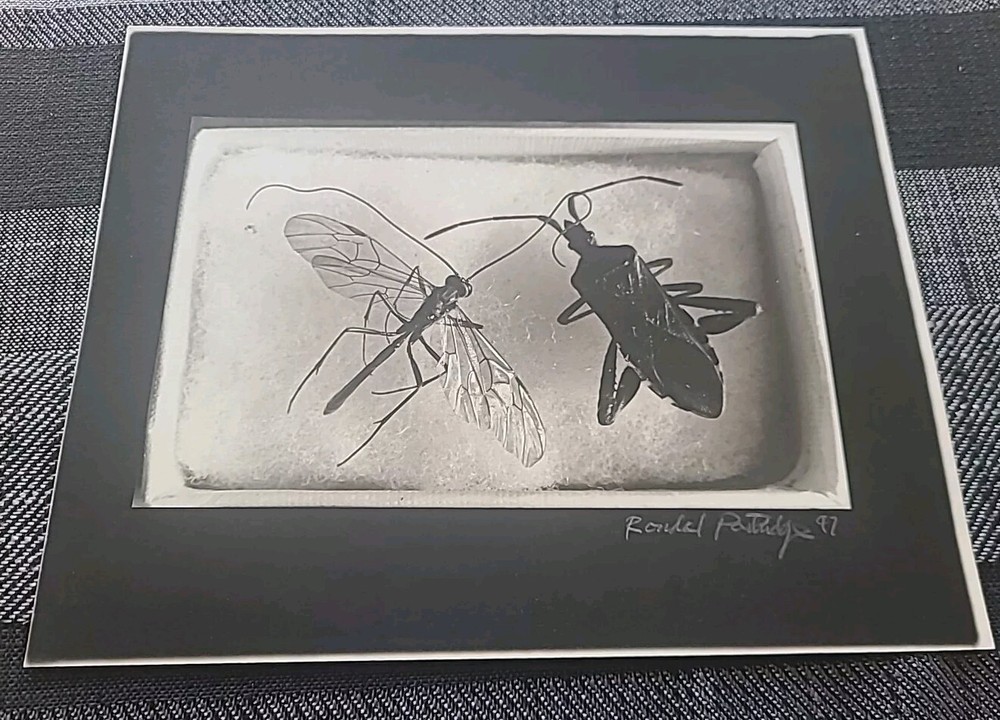 Rondal Partridge 1997 Signed Original Photograph 8 by 10 Insects in a Box