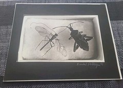 Rondal Partridge 1997 Signed Original Photograph 8 by 10 Insects in a Box