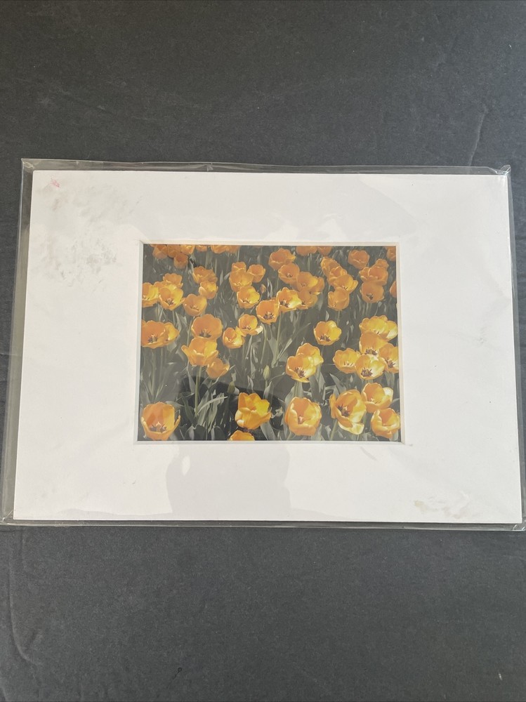 Flowers Photography by: “Muggs” Margolis Framable Art 5 X 7 New