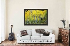Aspen Tree Grove Autumn Rocky Mountains Colorado Nature Photography Print