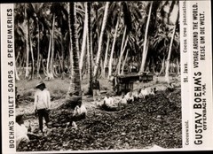 Photo Java Indonesia, Coconut Forest, Advertising Gustav Boehm’s Toilet Soaps – 11088109