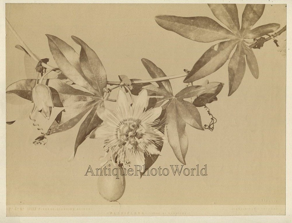 Passiflora passion fruit antique albumen still life photo by Alinari Italy