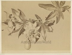 Passiflora passion fruit antique albumen still life photo by Alinari Italy